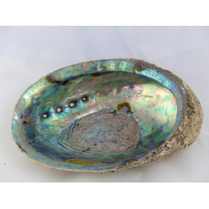 Regenboog Abaloneschelp 12-13 cm