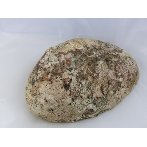 Regenboog Abaloneschelp 12-13 cm