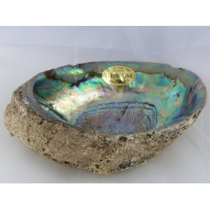 Regenboog Abaloneschelp 12-13 cm