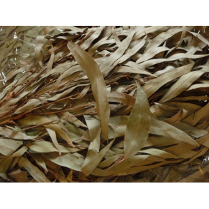 chacapa_eucalyptus-a_1070079715