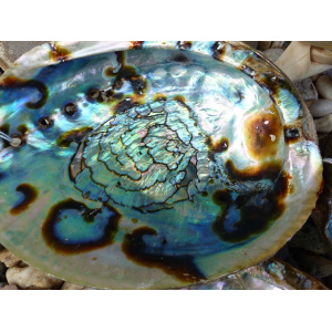 regenboog-abalone-schelp-13-14cm_7