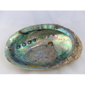 regenboog_abalone_schelp_13-14cm-1