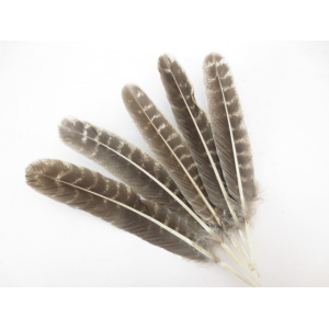 smudge-veer-wilde-kalkoen_1