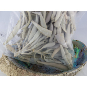 witte_salie-white_sage_2