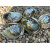 regenboog-abalone-schelp-12-13cm_2