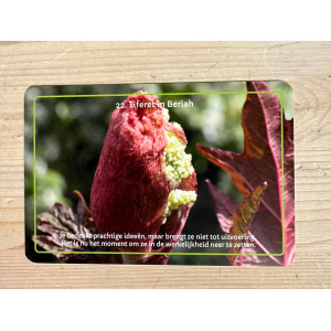 22_tiferet_in_beriah