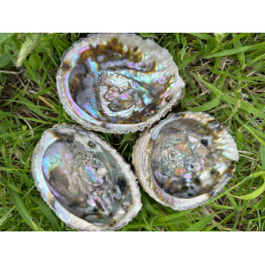 abalone-schelp-haliotis-corrugata-1213cm-1ste-kwaliteit_1