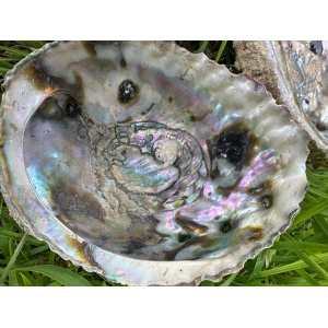 abalone-schelp-haliotis-corrugata-1213cm-1ste-kwaliteit_2_570832108