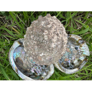 abalone-schelp-haliotis-corrugata-1213cm-1ste-kwaliteit_3_1064481638