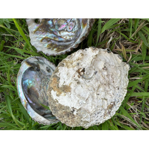 abalone-schelp-haliotis-corrugata-1213cm-1ste-kwaliteit_4_323159164