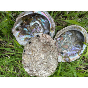 abalone-schelp-haliotis-corrugata-1213cm-1ste-kwaliteit_5_771061925