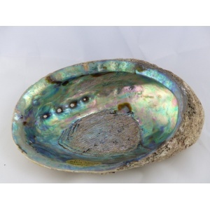 abalone_schelp_14-15cm-1