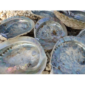 abaloneschelp-16cm-en-17-18cm-a_2_568224226