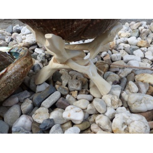 abaloneschelp-17-19cm-aa-cobra-standaard_1