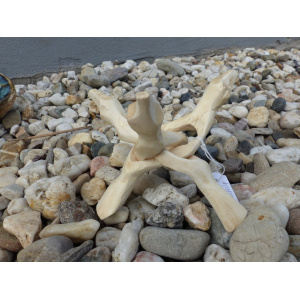 cobra-standaard-abaloneschelp-standaard_1_1974526160