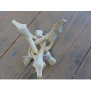 cobra-standaard-abaloneschelp-standaard_5_1847334592