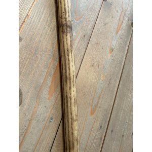 rainstick-cactus-dun-100_cm-c_3