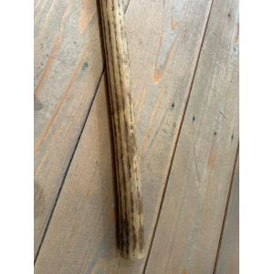 rainstick-cactus-dun-100_cm-c_4