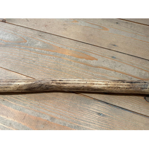 rainstick-cactus-dun-100_cm-d_3