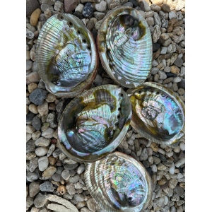 regenboog-abalone-schelp-12-13cm_1