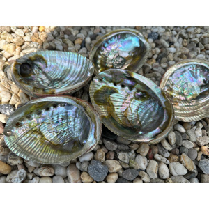 regenboog-abalone-schelp-12-13cm_2