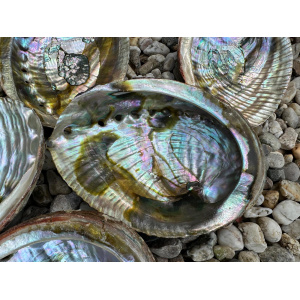 regenboog-abalone-schelp-12-13cm_3
