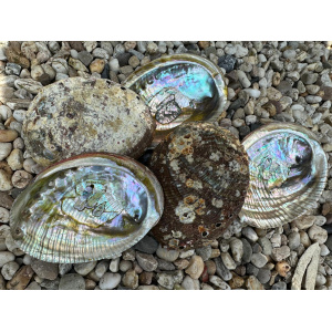 regenboog-abalone-schelp-12-13cm_4