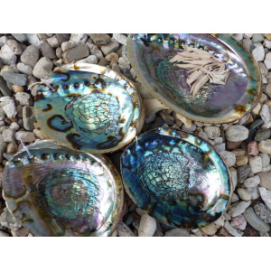 regenboog-abalone-schelp-13-14cm_1