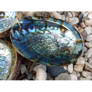 regenboog-abalone-schelp-13-14cm_3_185917509
