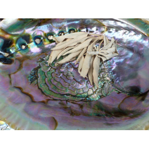 regenboog-abalone-schelp-13-14cm_4