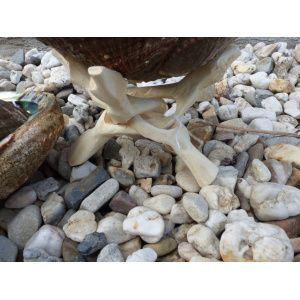 regenboog-abalone-schelp-13-14cm_5