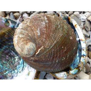 regenboog-abalone-schelp-13-14cm_6