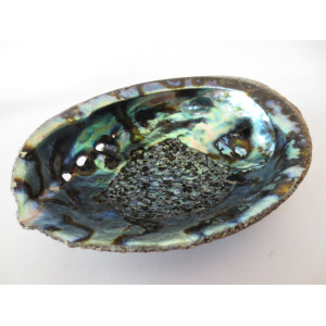 regenboog-abalone-schelp-13-14cm_9_1759174418