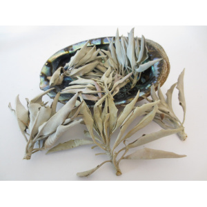 regenboog-abalone-schelp-14-15cm_10_752396241