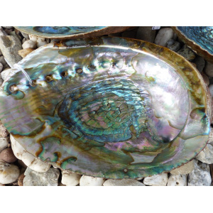 regenboog-abalone-schelp-14-15cm_2_74788651