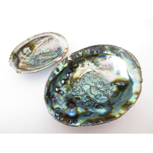 regenboog-abalone-schelp-14-15cm_8_1467389319