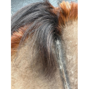 sjamanen-drum-sjamanen-trommel-verstelbaar-paard-eik-jaspis_2